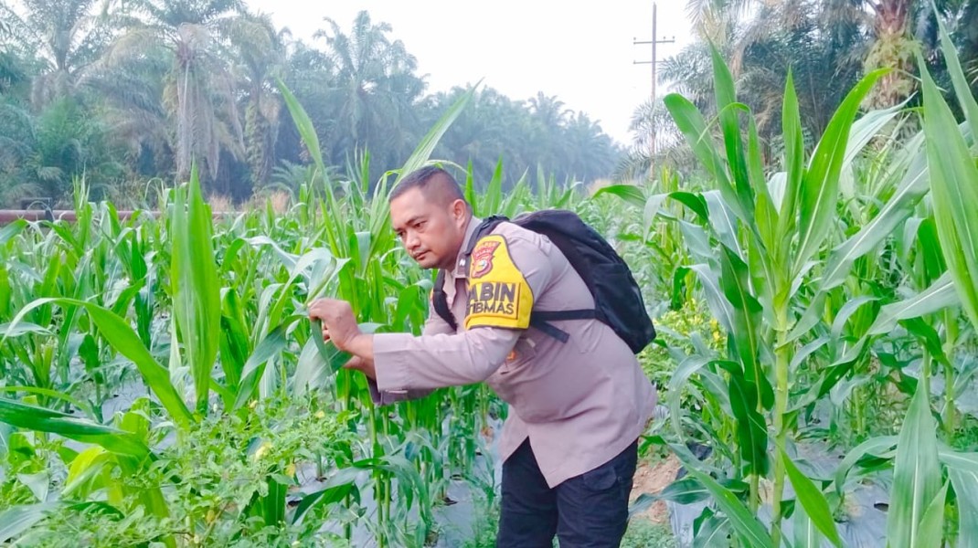 Polsek Minas Pantau Perkembangan Jagung Pipil Usia 49 Hari di Minas Timur
