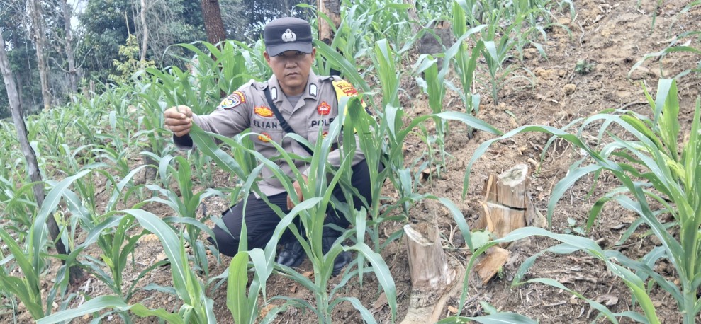 Polsek Minas Pantau Jagung Program Ketahanan Pangan di Minas Jaya, Usia 22 Hari Tumbuh Subur