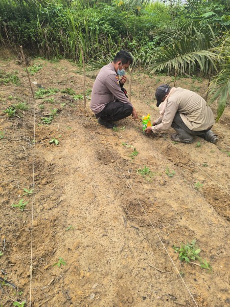 Bhabinkamtibmas Minas Barat Pantau Pertumbuhan Jagung Pipil di Lahan Setengah Hektare
