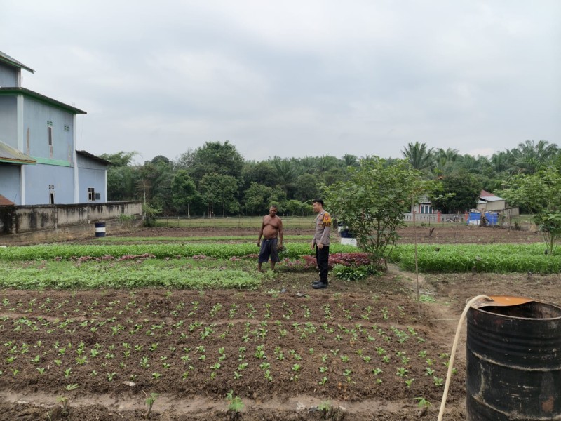 Dukung Program Ketahanan Pangan Nasional, Bhabinkamtibmas Polsek Pasir Penyu Ajak Warga Manfaatkan Pekarangan untuk Bertani