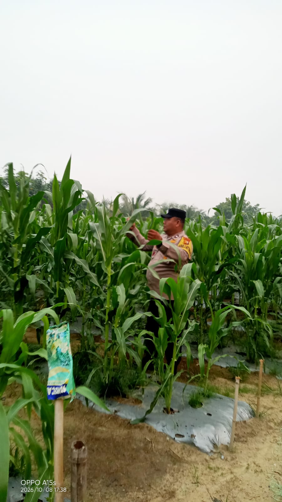 Polsek Minas Cek Perkembangan Jagung Pipil di Mandiangin, Tinggi Tanaman Capai 110 Cm