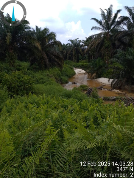 Di duga PT BINA FITRI JAYA Tanami sawit di aliran DAS Sungai bangso dan sungai sepahat