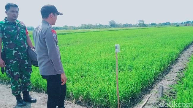 Detik-detik Tragis Bocah 8 Tahun Tewas Kesetrum Jebakan Tikus di Klaten