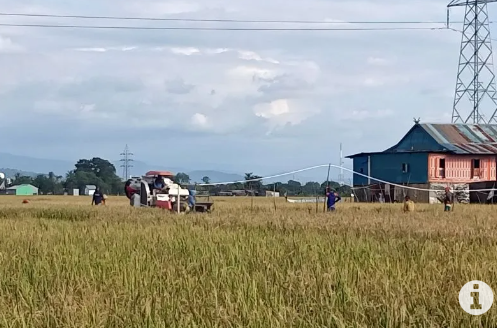 Pakar: Pangan lokal dapat jadi solusi ketahanan nasional