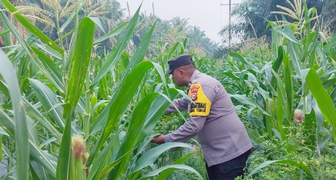 Polsek Minas Pantau Jagung Pipil Usia 67 Hari di Minas Timur, Penyiraman Berkelanjutan Jadi Fokus