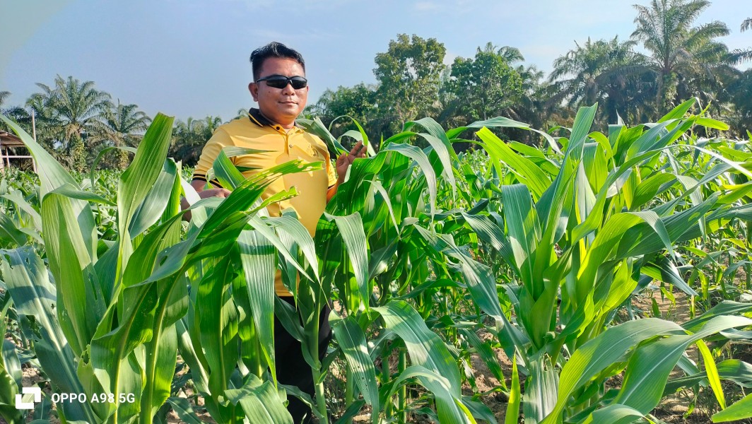Bhabinkamtibmas Polsek Minas Cek Perkembangan Jagung Program Ketahanan Pangan, Tanaman Usia 32 Hari Tumbuh Baik