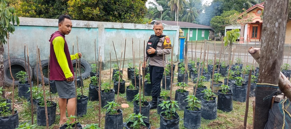 Bhabinkamtibmas Polsek Pasir Penyu Dorong Warga Sungai Lala Kembangkan Budidaya Cabai Demi Ketahanan Pangan