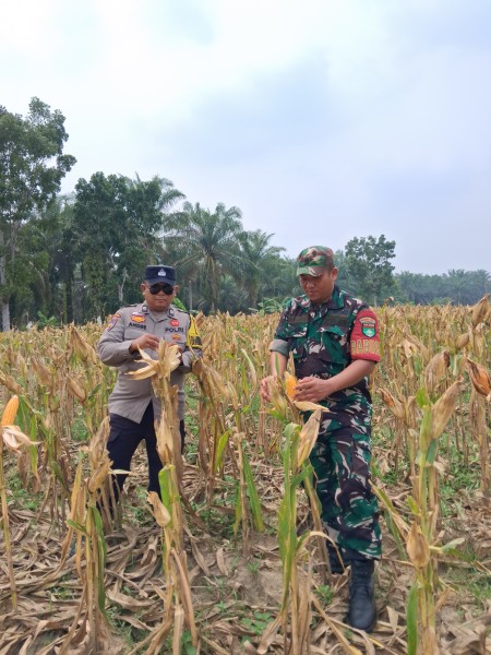 Jagung Pipil Usia 102 Hari di Rantau Bertuah Siap Panen, Polsek Minas Lakukan Pengecekan