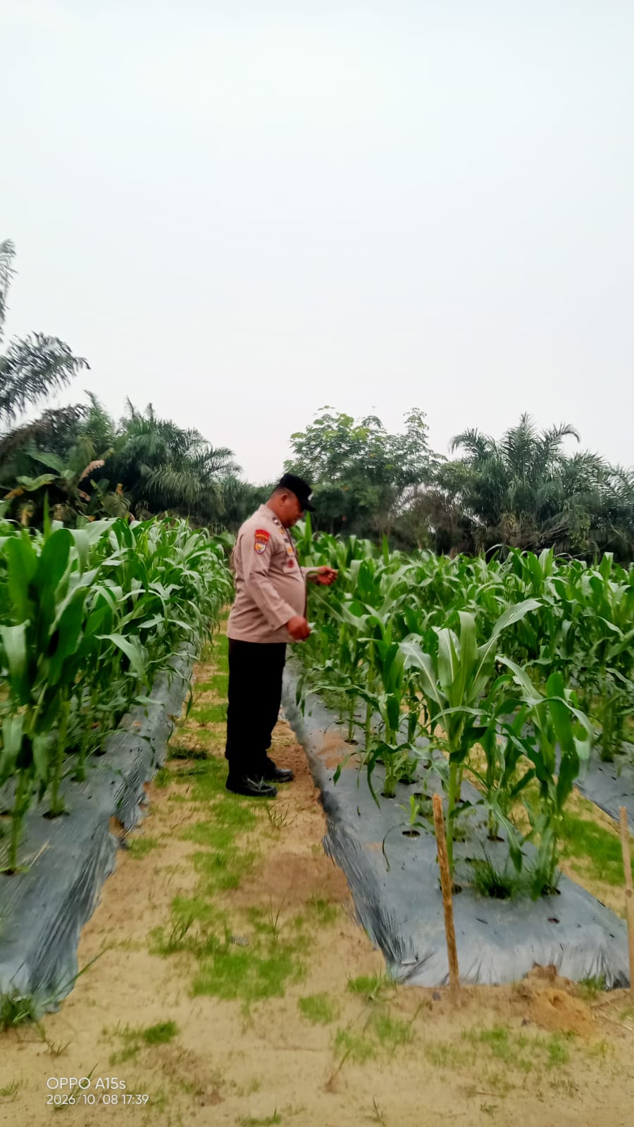 Polsek Minas Pantau Jagung Pipil di Mandiangin, Tanaman di Lahan 1 Hektare Tumbuh hingga 110 Cm