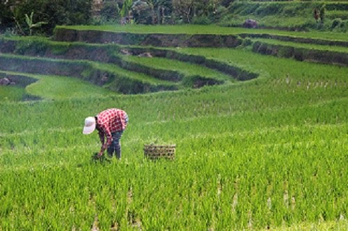 Kemendes PDTT: Pemerintah Sudah Hasilkan 6.238 Desa Mandiri