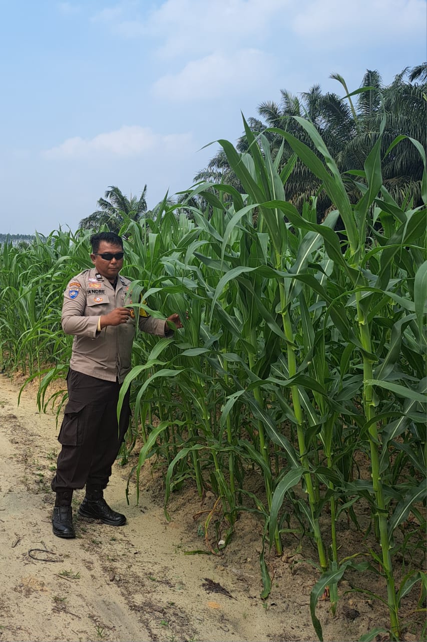 Usia 41 Hari, Jagung Pipil Seluas 1,5 Hektare di Rantau Bertuah Tumbuh Baik