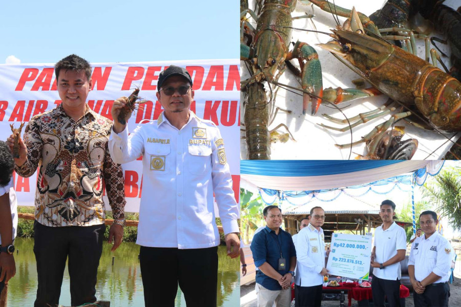 Algafry Panen Perdana Lobster Air Tawar di Desa Kurau Timur, Hasilkan Hampir Setengah Ton