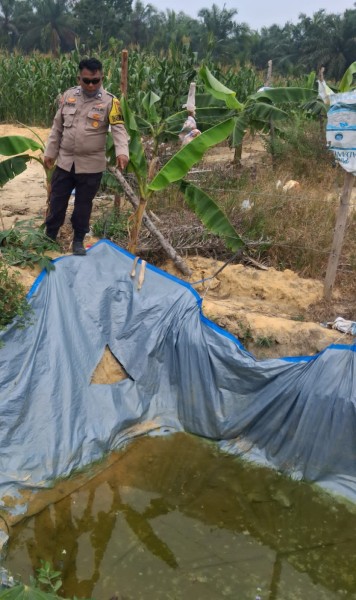 Bhabinkamtibmas Rantau Bertuah Cek Perkembangan Jagung Pipil Usia 76 Hari, Kapolsek Minas: Bukti Dukungan Polri untuk Ketahanan Pangan Nasional 