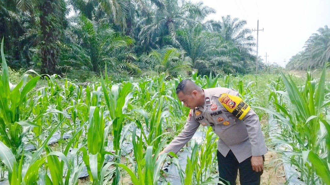 Polsek Minas Cek Program Ketahanan Pangan Jagung Usia 78 Hari di Mandiangin