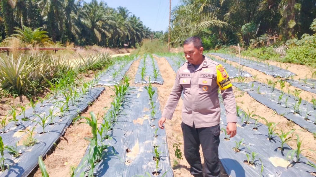 Polisi Cek Perkembangan Jagung Pipil Program Ketahanan Pangan di Minas Timur