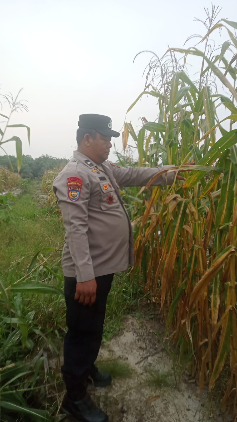 Bhabinkamtibmas Cek Perkembangan Jagung Pipil Program Ketahanan Pangan Nasional di Kampung Mandiangin