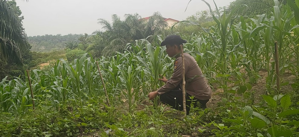 Bhabinkamtibmas Pantau Pertumbuhan Jagung Pipil Usia 45 Hari di Minas Barat