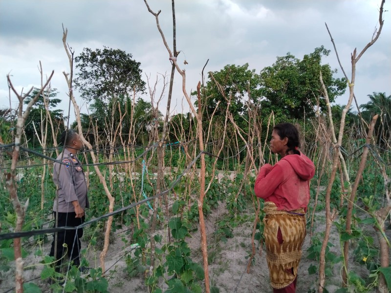 Dukung Ketahanan Pangan Nasional, Bhabinkamtibmas Polsek Pasir Penyu Tinjau Lahan Kacang Panjang di Desa Candirejo