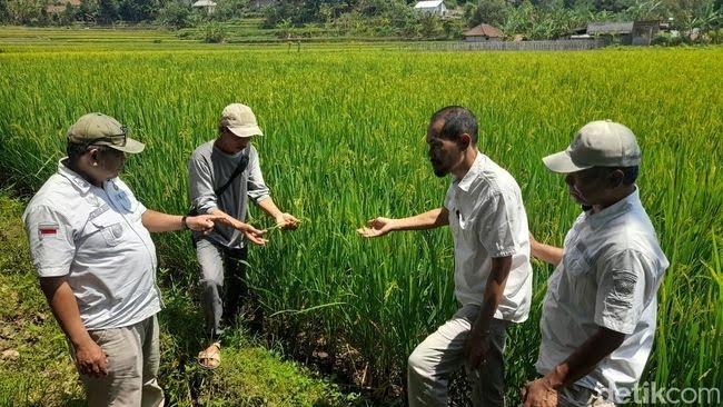 Mengenal Desa Cikurubuk, Pengemban Pertanian Organik di Sumedang