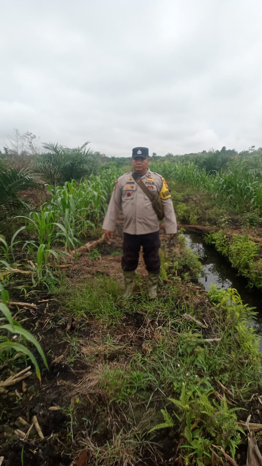 Polsek Minas Pantau Perkembangan Jagung Pipil Usia 78 Hari di Kampung Mandiangin