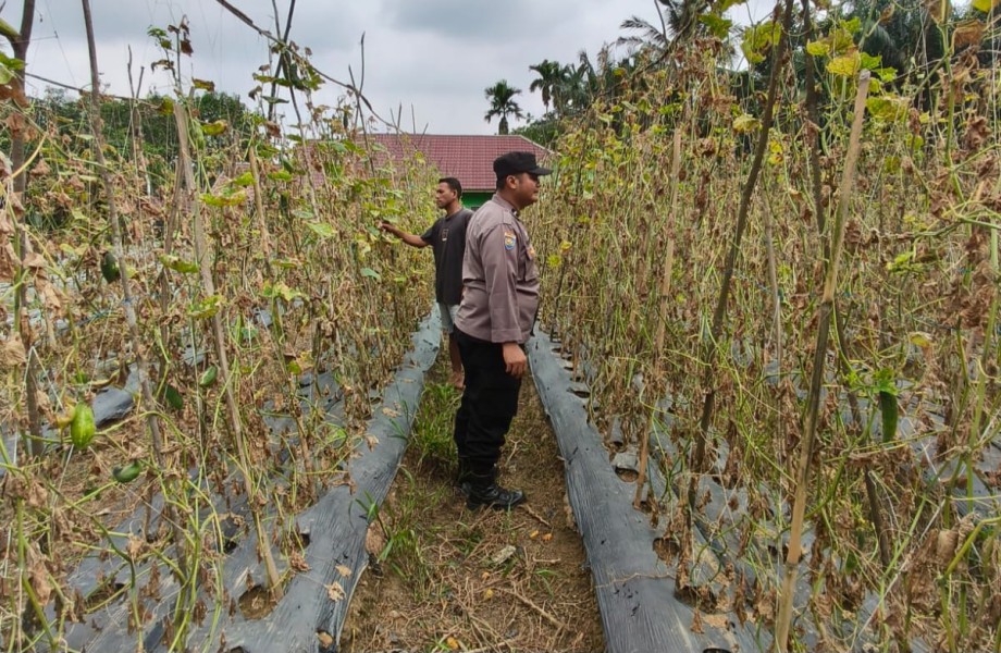 Dukung Ketahanan Pangan Nasional, Bhabinkamtibmas Desa Serumpun Jaya Ajak Warga Optimalkan Budidaya Timun