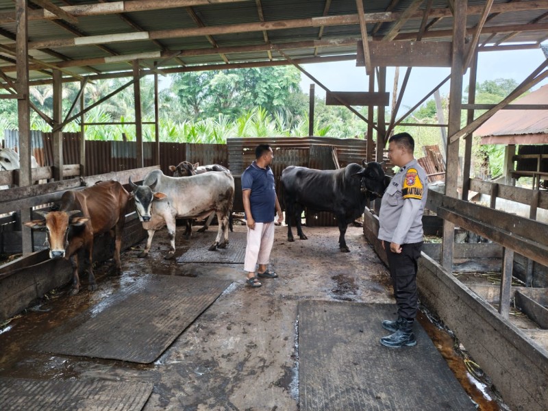 Bhabinkamtibmas Polsek Pasir Penyu Sambangi Peternak Sapi, Dorong Kemandirian Pangan Masyarakat