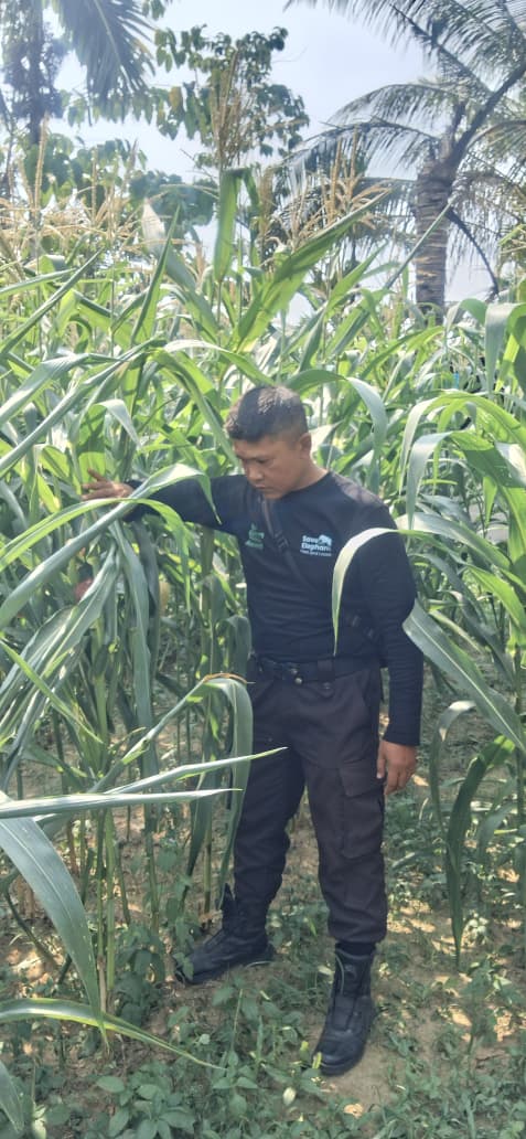 Sudah Dipupuk dan Disemprot Insektisida, Polsek Minas Pantau Jagung Ketahanan Pangan Nasional di Minas Jaya