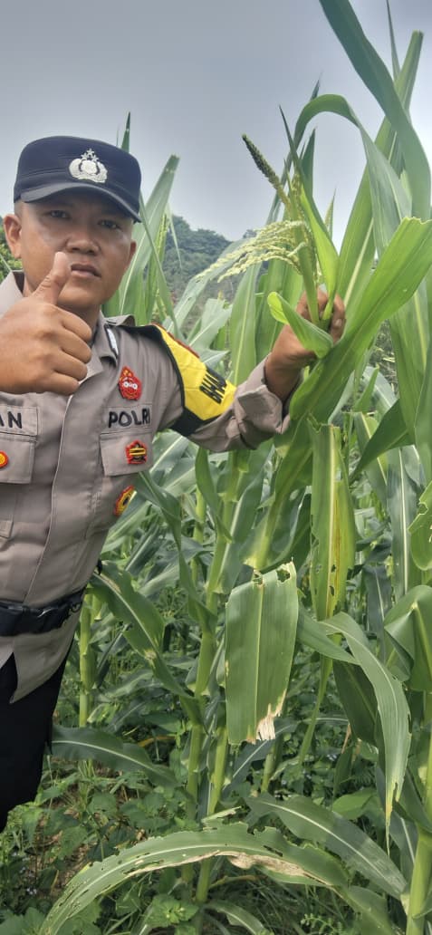 Bhabinkamtibmas Polsek Minas Cek Perkembangan Jagung Program Ketahanan Pangan Nasional di Kelurahan Minas Jaya