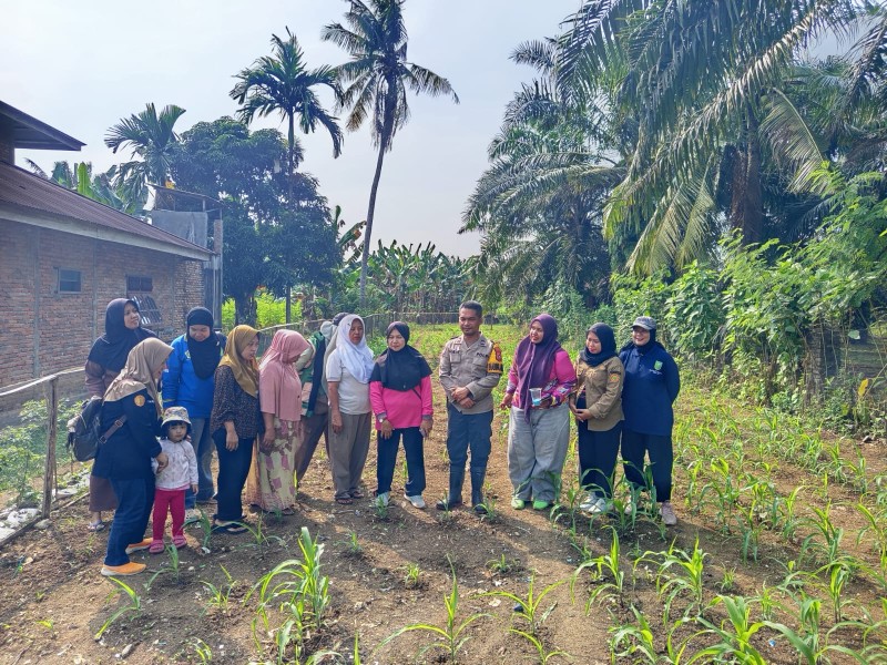 Jagung Pipil di Tanjung Gading Tumbuh Subur, Polsek Pasir Penyu Optimistis Dukung Ketahanan Pangan Nasional 2026