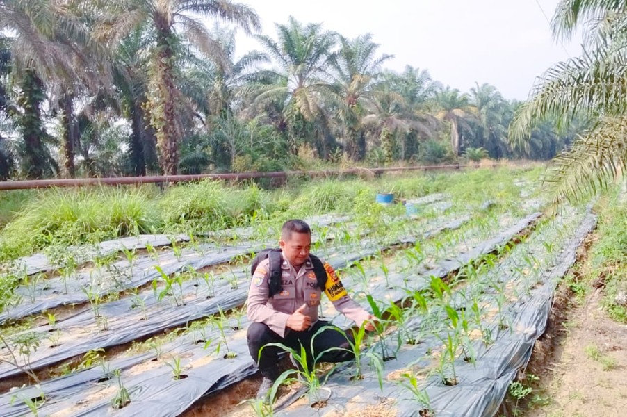 Polsek Minas Pantau Jagung Pipil Usia 25 Hari di Minas Timur, Tanaman Tumbuh Baik