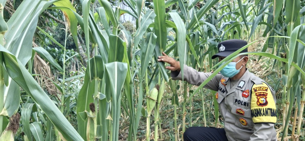 Bhabinkamtibmas Polsek Minas Secara Rutin Cek Perkembangan Jagung Program Ketahanan Pangan Nasional di Minas Jaya