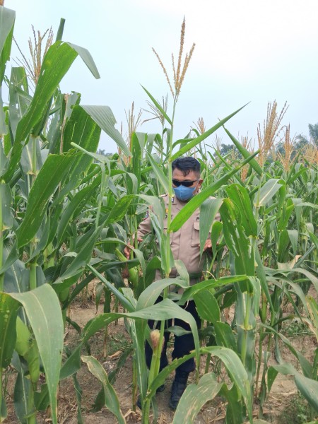 Bhabinkamtibmas Rantau Bertuah Cek Perkembangan Jagung Pipil, Dukung Ketahanan Pangan Nasional