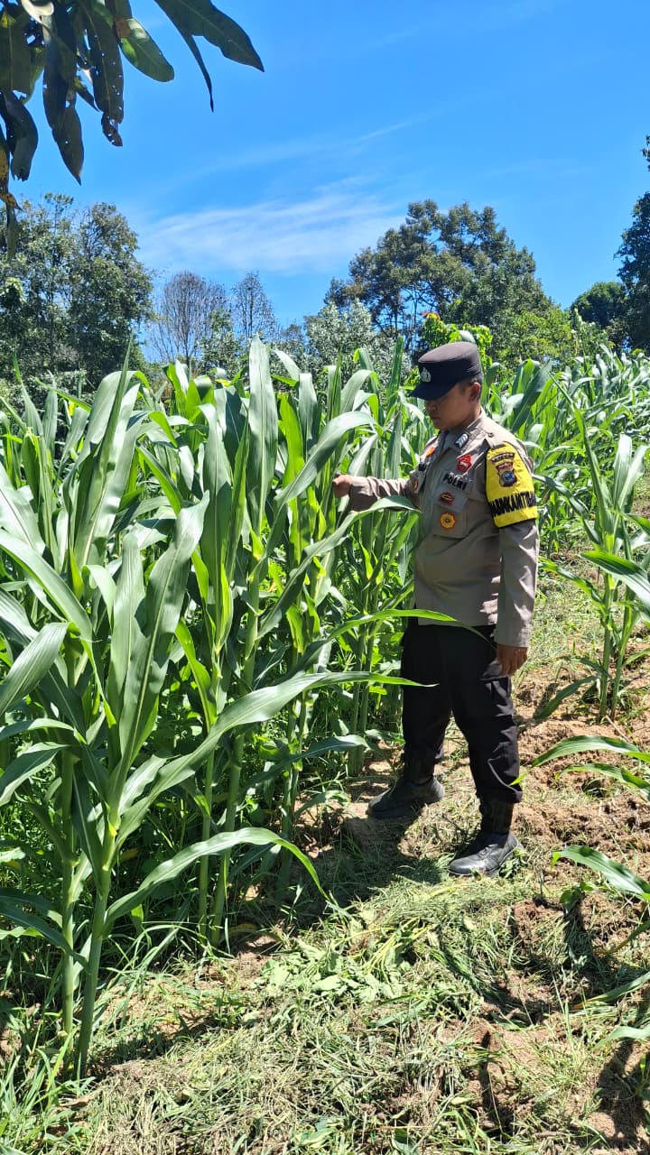 Polisi Cek Perkembangan Jagung Program Ketahanan Pangan di Minas Jaya, Usia Tanaman 47 Hari