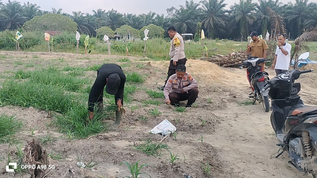 Polsek Minas Bersama TNI dan Kelompok Tani Bersihkan Lahan Jagung Program Ketahanan Pangan Nasional di Kampung Rantau Bertuah