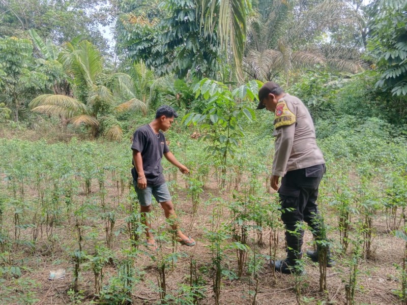 Bhabinkamtibmas Polsek Pasir Penyu Ajak Warga Sungai Lala Manfaatkan Pekarangan dengan Menanam Daun Katu