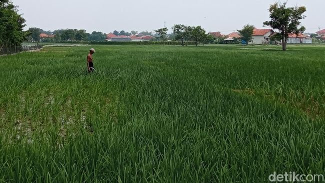 Bala 'Menanti' Kala 3 Tanaman Ini Ditanam di Desa Slangit Cirebon