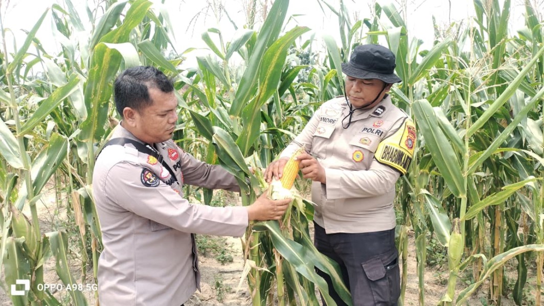 Bhabinkamtibmas Polsek Minas Cek Jagung Usia 87 Hari, Persiapan Pra Panen Mulai Dilakukan