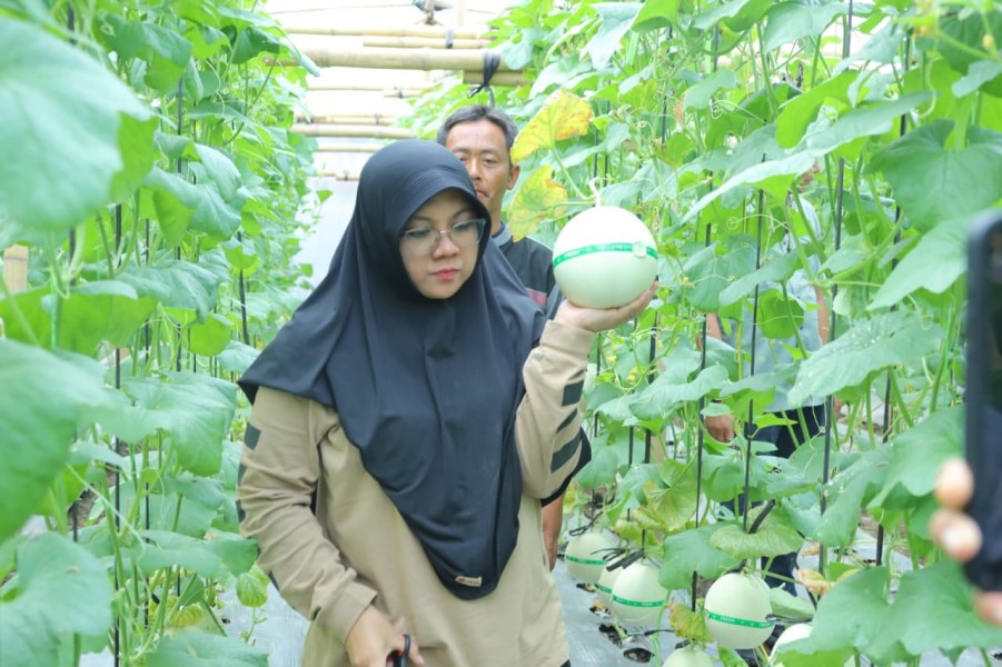 Panen Melon di Buantan Besar, Bupati Afni : Bukti nyata Dana Desa Tingkatkan PAD