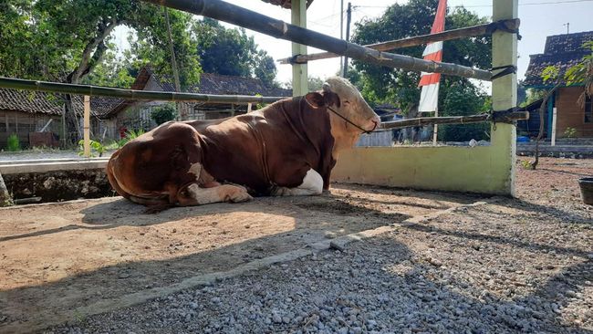 Jokowi Kirim Sapi Jenis Simental ke Desa Pratama Arhan di Blora
