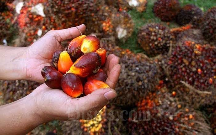 Turun Tipis, Harga Kelapa Sawit Riau Jadi Rp2.473 per Kg