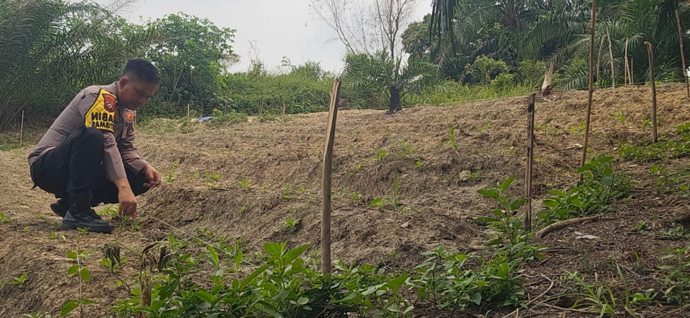 Bhabinkamtibmas Polsek Minas Pantau Perkembangan Jagung Pipil Usia 25 Hari di Minas Barat, Tumbuh Subur di Lahan Setengah Hektare