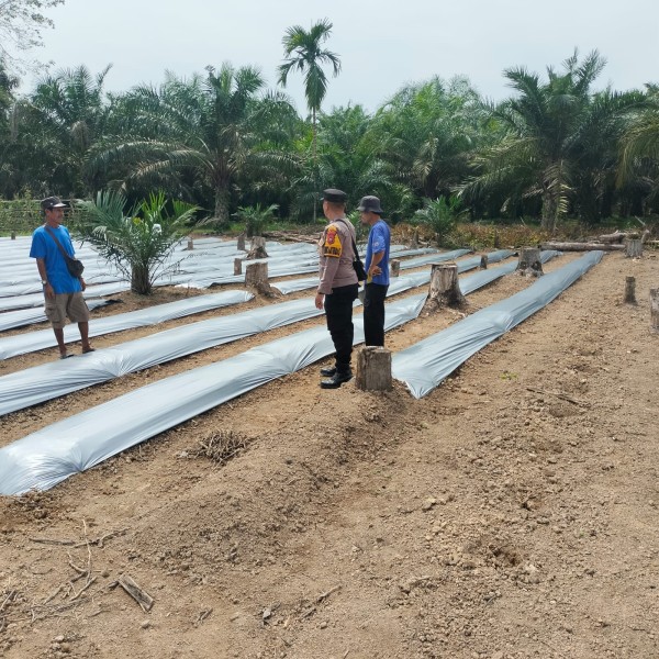 Bhabinkamtibmas Polsek Pasir Penyu Dorong Warga Manfaatkan Pekarangan untuk Budidaya Cabai Demi Ketahanan Pangan