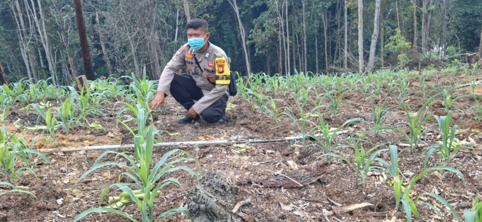Bhabinkamtibmas Polsek Minas Cek Perkembangan Jagung Kuartal II di Minas Jaya, Kapolsek Kompol Syahrizal: Perawatan Awal Jadi Kunci Hasil Panen