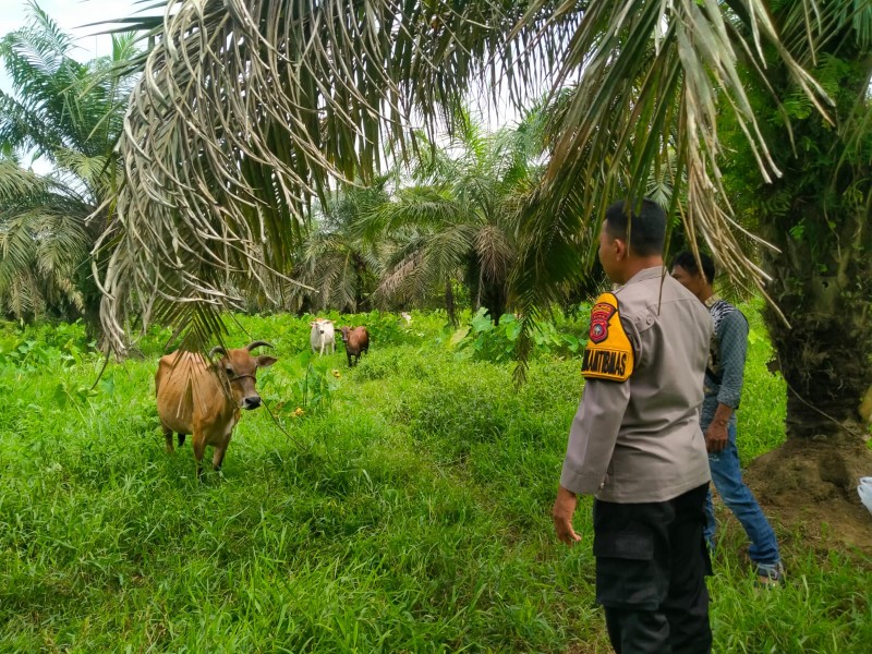 Polsek Pasir Penyu Dorong Ketahanan Pangan, Bhabinkamtibmas Sambangi Peternak Sapi di Sungai Lala