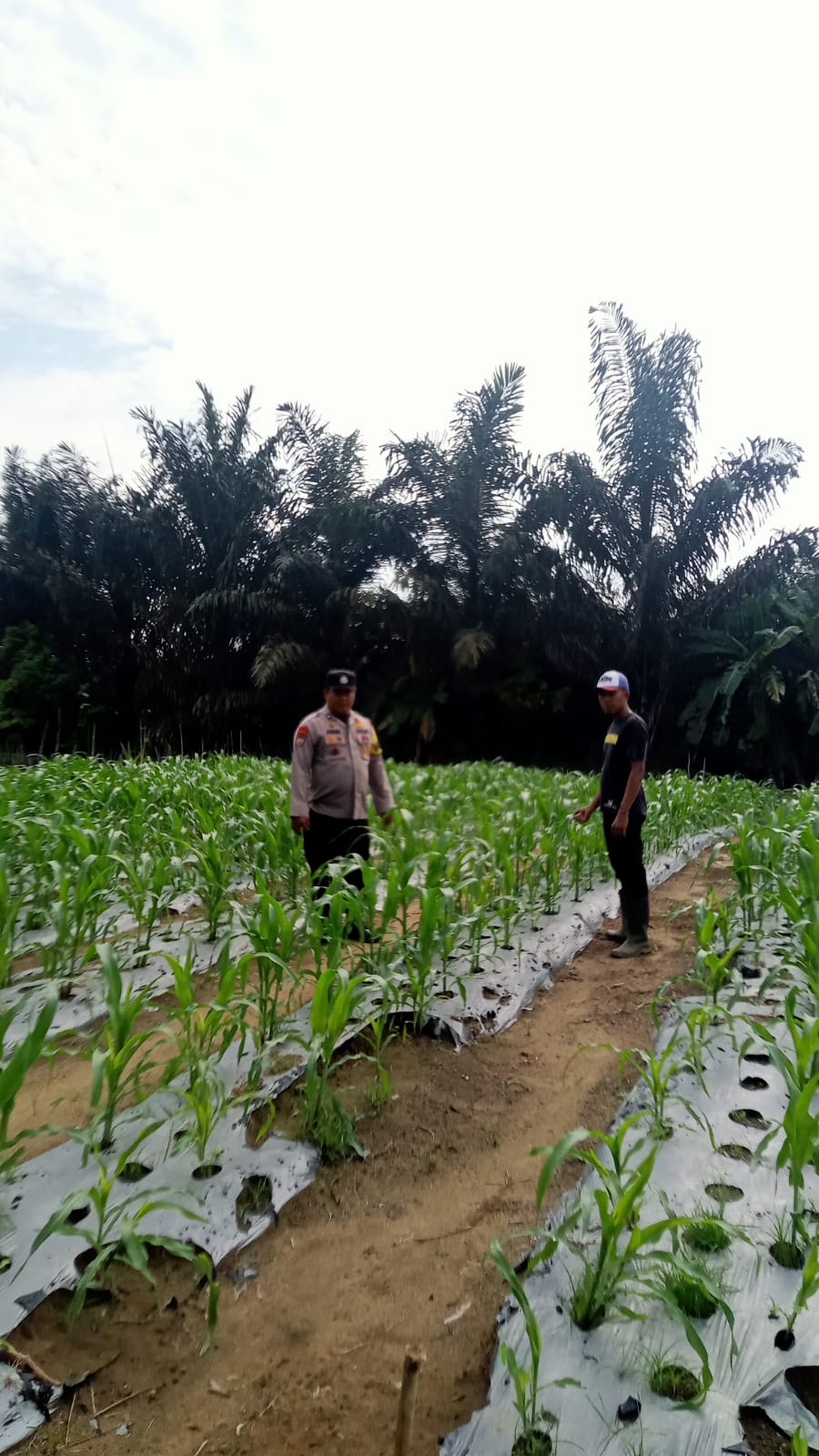 Jagung Pipil di Mandiangin Capai Tinggi 40 Cm, Polsek Minas Cek Perkembangan Program Ketahanan Pangan