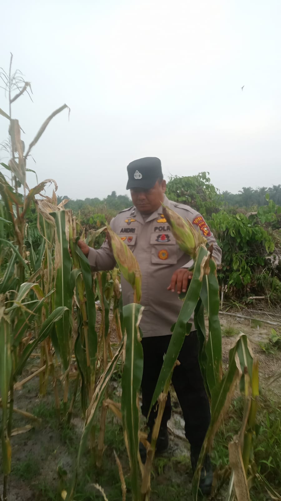 Polisi Pantau Perkembangan Jagung Pipil Usia 107 Hari di Lahan Warga Mandiangin