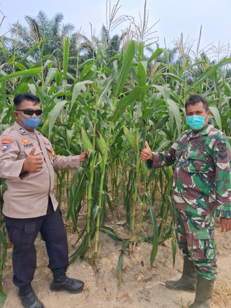 Bhabinkamtibmas Rantau Bertuah Bersama Babinsa Cek Jagung Pipil Program Ketahanan Pangan Nasional 
