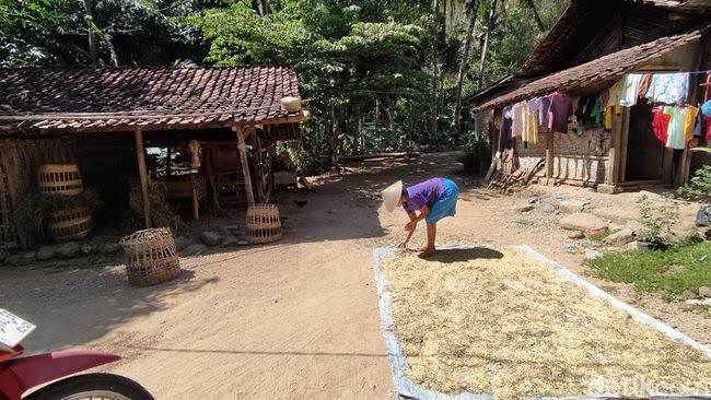 Tahukah Kamu, Warga Desa Ini Pantang Menanam Pisang