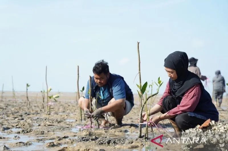 PT Timah tanam 1.000 mangrove berdayakan Desa Wisata Teluk Ru