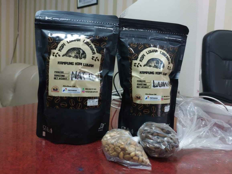 Kopi Luwak Desa Prangat Baru Miliki Pasar Menjanjikan, Pemkab Kukar Terus Tunjang Produksi